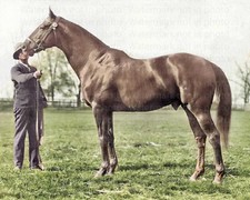 Man war horse for sale  Miami