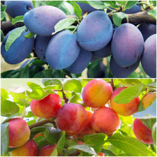 Double plum twist for sale  Denver