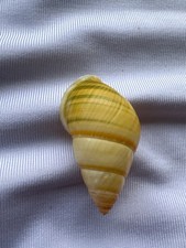 CARACOL TERRESTRE, CONCHA, Amphidromus SP 30,5mm #8863 comprar usado CARACOL TERRESTRE, CONCHA, Amphidromus SP 30,5mm #8863 comprar usado  Enviando para Brazil