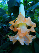 Brugmansia angel flight d'occasion  Villemandeur