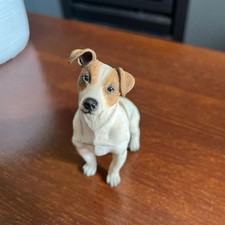 Jack russell dog for sale  PERSHORE