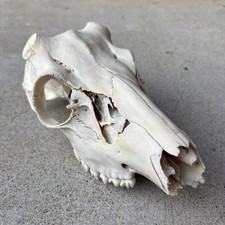 Whitetail deer skull for sale  Corpus Christi