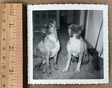 Vintage photo black for sale  Florence