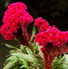Usado, 400 sementes de pente de galo gigante flores de jardim Celosia Cristata S026 comprar usado  Enviando para Brazil