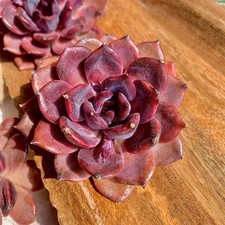 Echeveria black mamba for sale  Syosset