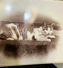 Best antique cat for sale  Fisherville