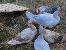 Muscovy duck hatching for sale  Portland