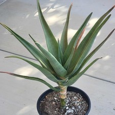 Aloe hercules for sale  Fresno