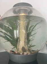 Biorb 30l fish for sale  NORWICH