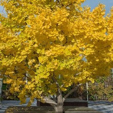 Ginkgo biloba maidenhair for sale  SOUTHAMPTON