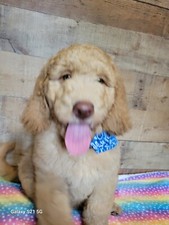 Miscellaneous dog bear for sale  Dade City