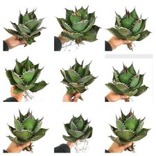 Agave titaniota caprioli usato  Napoli