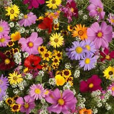 Annual wildflower seed for sale  Deltona