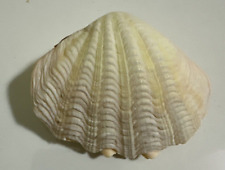 Tridacna crocea shell usato  Novara