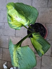Hosta funkie avocado gebraucht kaufen  Augsburg