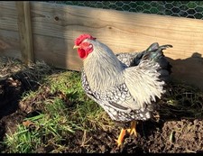 Silver laced wyandotte for sale  VENTNOR