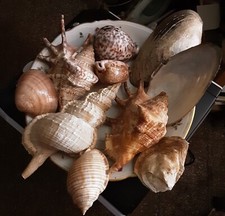 Conchiglie del 900. usato  Lucca