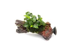 Anubias bonsai nanowood gebraucht kaufen  Püttlingen