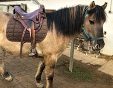 Wanderreitsattel sattel marke gebraucht kaufen  Rohrdorf