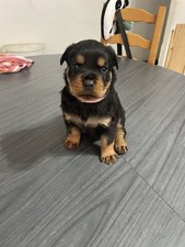 Chiots d'occasion Chiots d'occasion  Mimizan