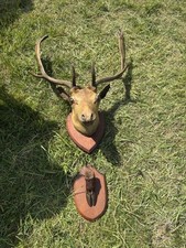 fallow deer heads for sale fallow deer heads for sale HUDDERSFIELD
