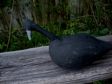 Swimming roothead coot for sale  Ocracoke
