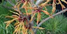 Hamamelis orange peel for sale  CRANBROOK