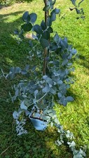 eucalyptus gebraucht kaufen  Bad Rappenau