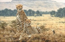 Simon combes cheetah for sale  Milwaukee