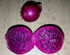 Pitahaya mini rote gebraucht kaufen  Muldestausee