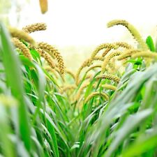 Foxtail millet seeds for sale  Russell