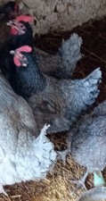 Uova fertili australorp usato  Ariano Irpino