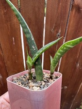 Snake plant dracena for sale  San Diego
