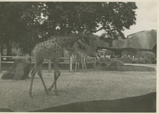 Paris zoo vintage d'occasion  Pagny-sur-Moselle