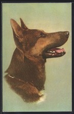 Ansichtskarte schäferhund sei gebraucht kaufen  Berlin