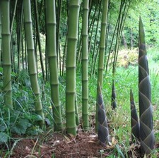 Solid stem bamboo for sale  Ravensdale