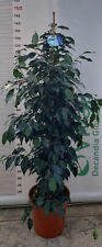 Pianta ficus benjamin usato  Altamura
