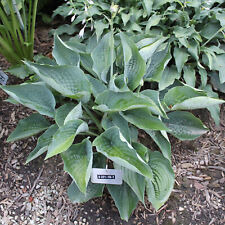 Hosta rowan boat for sale  Oak Creek