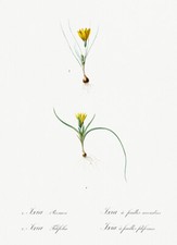 Ixia Recurva And Filifolia - 1805 - Les Liliacees - Pierre Redoute - Ilustração comprar usado  Enviando para Brazil