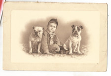 Bulldog pit bull for sale  Boston