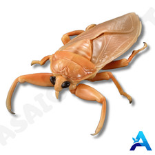 Mini boneco Bandai inseto d'água gigante The Diversity of Life on Earth comprar usado  Enviando para Brazil