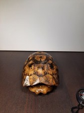 Carapace tortue terre d'occasion  La Chapelle-sur-Erdre