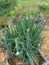 Egyptian walking onions for sale  Mount Vernon