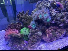 live rock aquarium for sale live rock aquarium for sale BIRMINGHAM