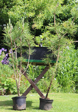 Pinus thunbergii japanese for sale  TINTAGEL