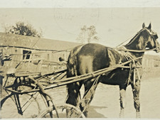 Horse photo postcard for sale  Mays Landing