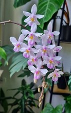 Phalaenopsis lindenii topf gebraucht kaufen  Allmendingen