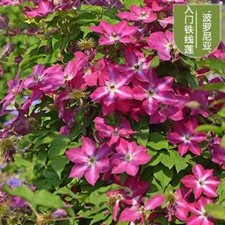 25pc clematis seeds for sale  Goldsboro