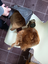 gletscher brille gebraucht kaufen gletscher brille gebraucht kaufen Filderstadt