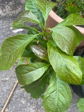 Avocado plant for sale  MANCHESTER